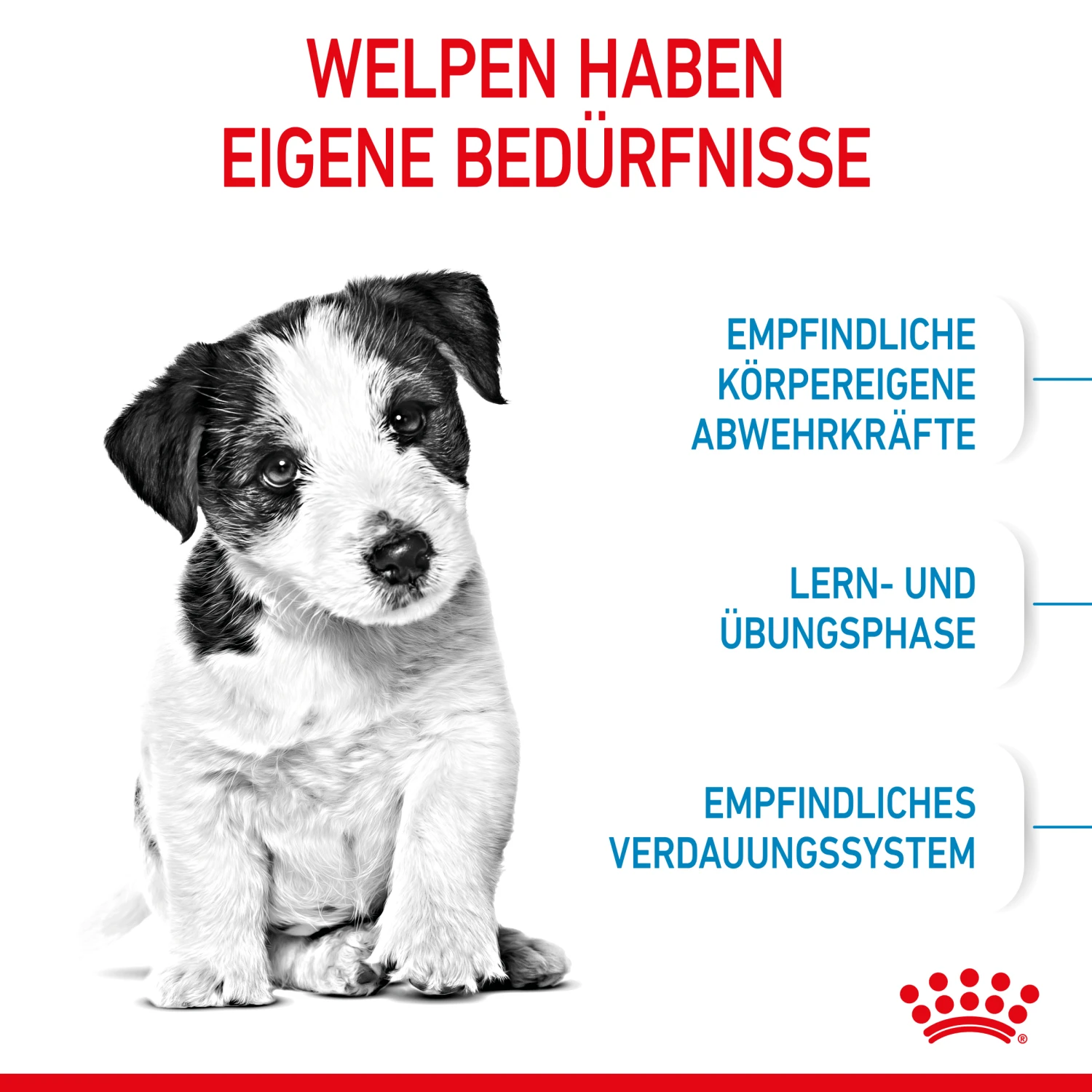 Royal Canin Mini Puppy Trockenfutter Für Welpen Kleiner Hunderassen 2 Royal Canin Mini Puppy Trockenfutter Für Welpen Kleiner Hunderassen – Bild 2