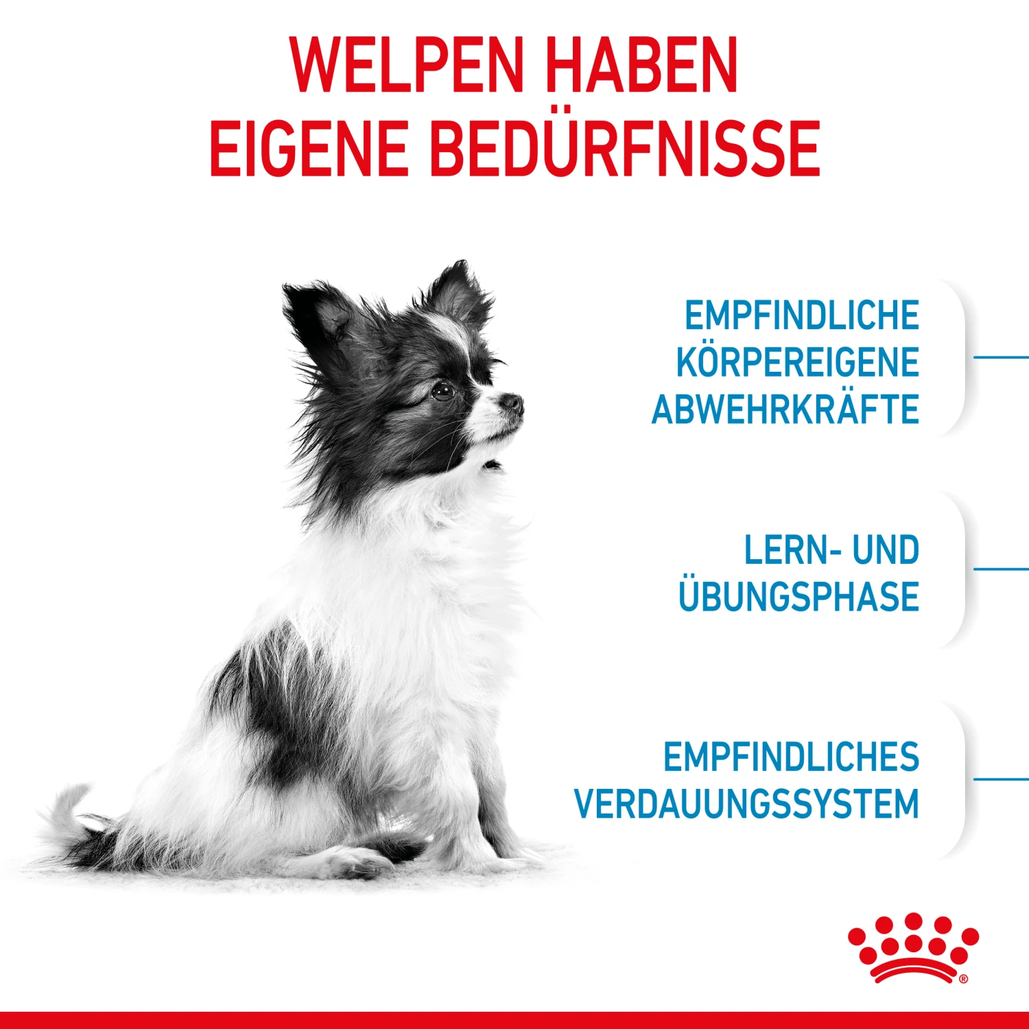 Royal Canin X-Small Puppy Trockenfutter Für Welpen Sehr Kleiner Hunderassen 2 Royal Canin X-Small Puppy Trockenfutter Für Welpen Sehr Kleiner Hunderassen – Bild 2
